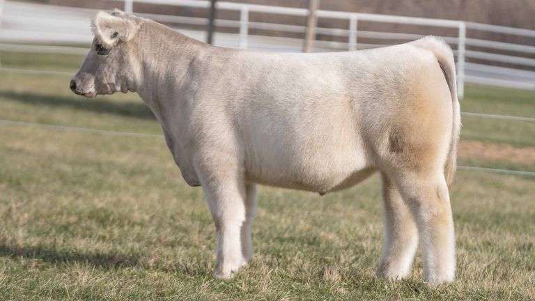 TAG 186 STEER