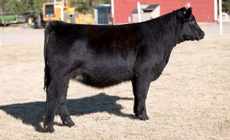 TAG 16 HEIFER