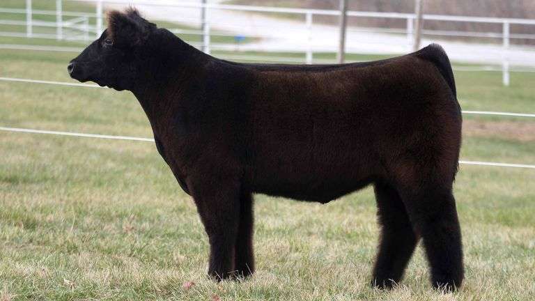TAG 276 STEER