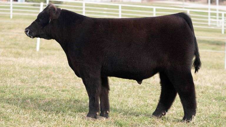 TAG 235 STEER