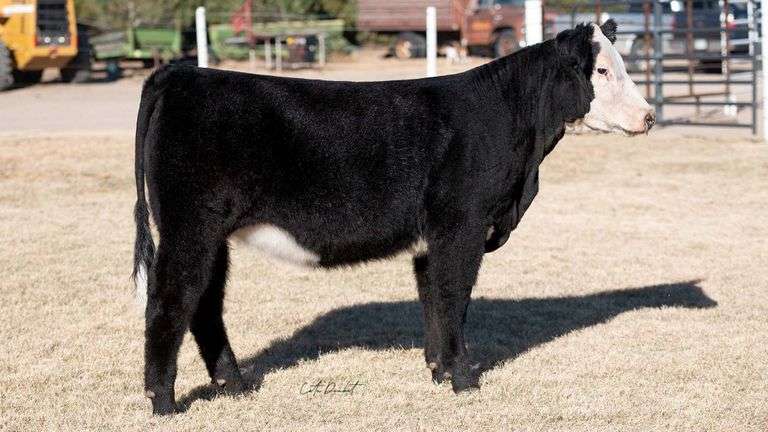 TAG 25 HEIFER