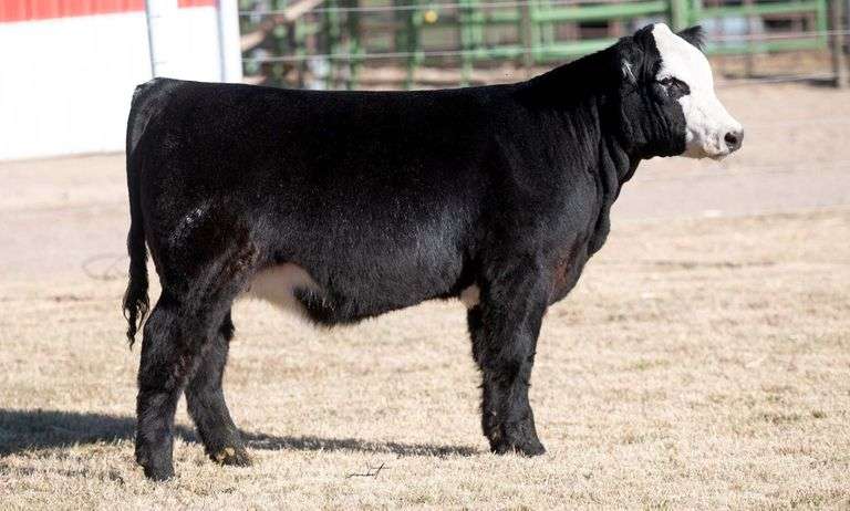 TAG 22 HEIFER