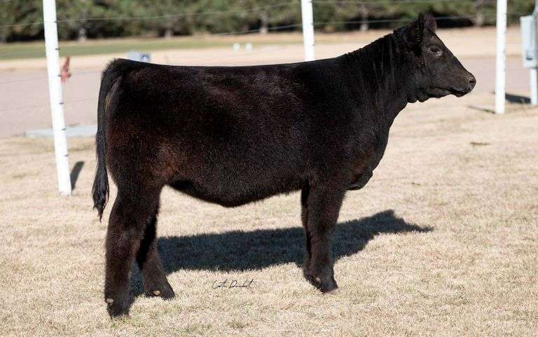 TAG 35 HEIFER