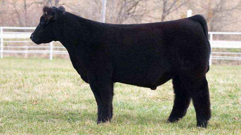 TAG 232 STEER
