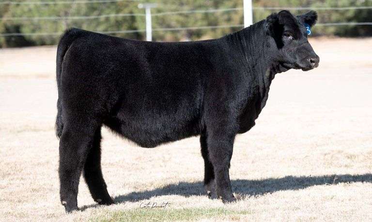 TAG 23 HEIFER