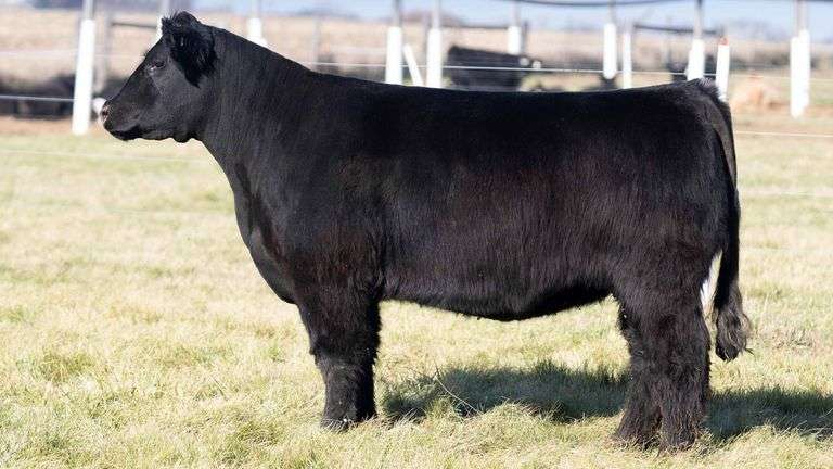TAG PURPLE BRED HEIFER