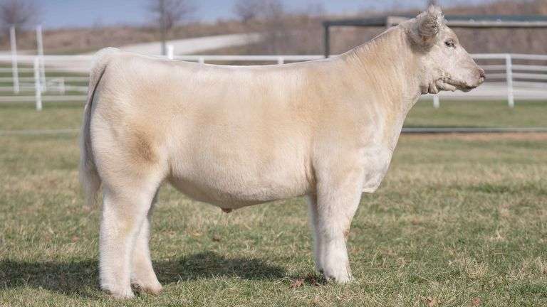 TAG 299 STEER