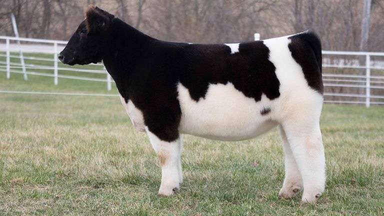 TAG 129 HEIFER