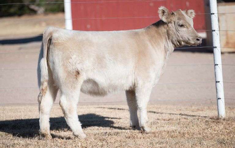 TAG 19.1 HEIFER