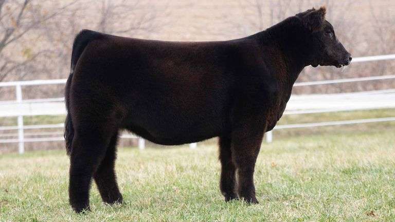 TAG 227 HEIFER