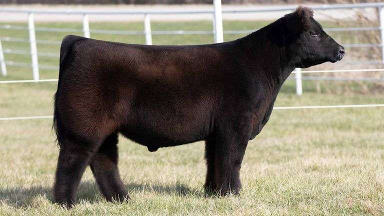 TAG 128 STEER