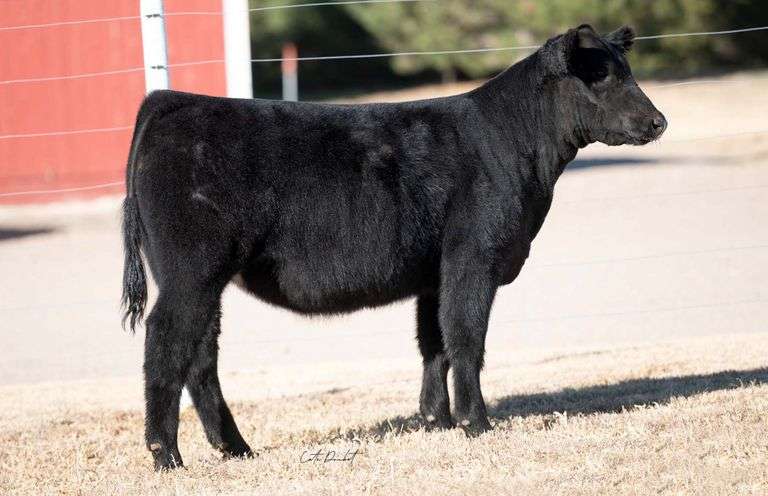 TAG 14 HEIFER