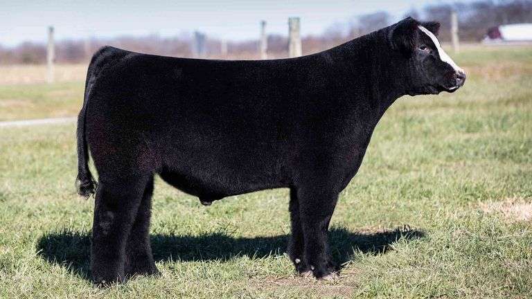 TAG 22 STEER