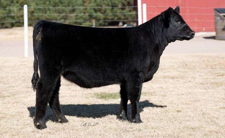 TAG 5 HEIFER