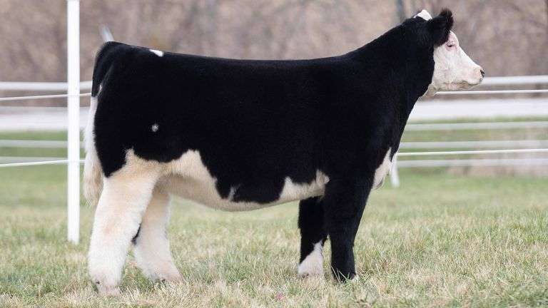 TAG 139 HEIFER