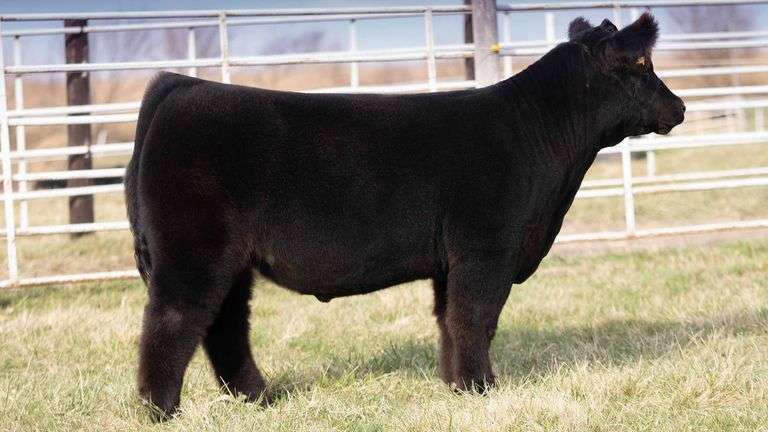 TAG 143 STEER