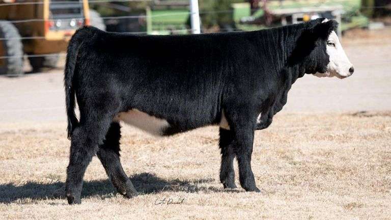 TAG 20 HEIFER