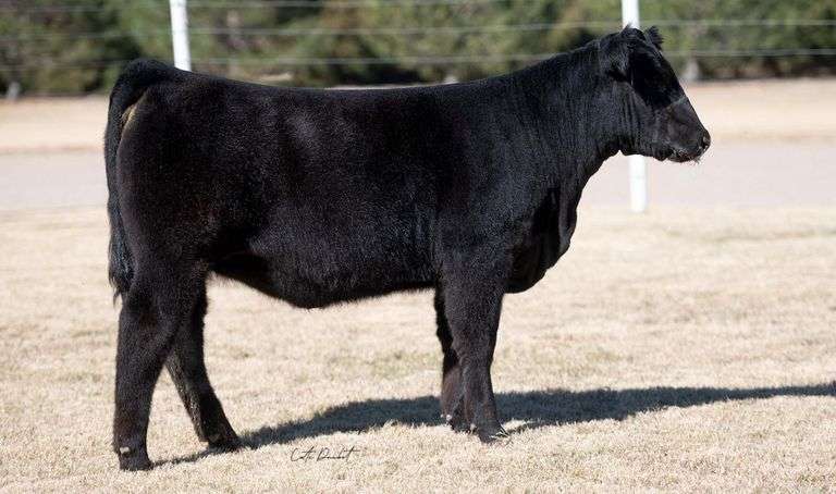 TAG 19 HEIFER