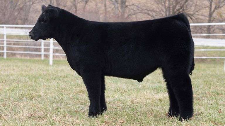 TAG 228 STEER