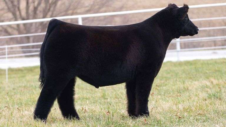 TAG 196 STEER