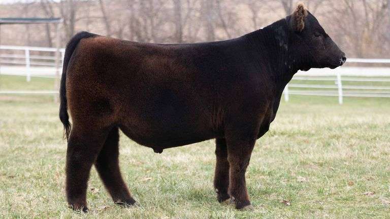 TAG 179 STEER