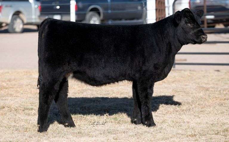 TAG 11 HEIFER
