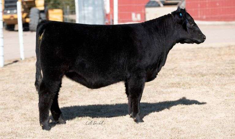 TAG 18 HEIFER