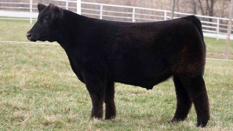 TAG 295 STEER