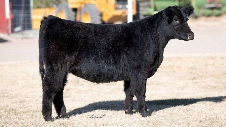 TAG 29 HEIFER