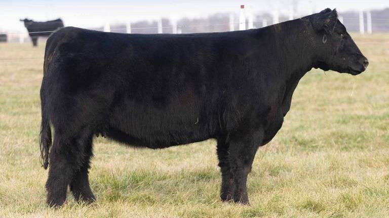 TAG 67 BRED HEIFER