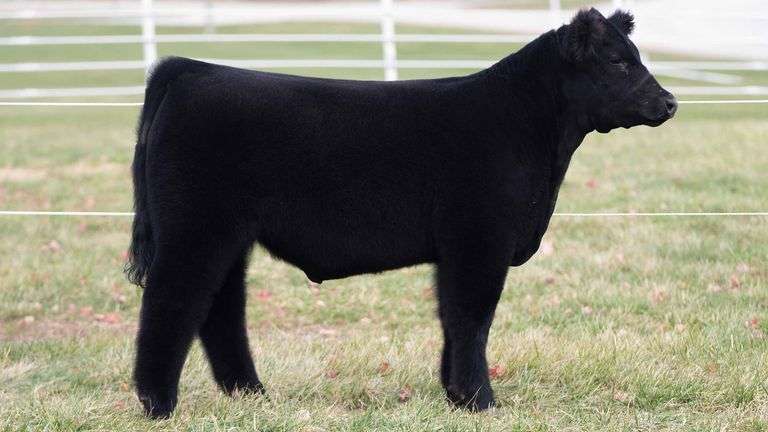 TAG 293 STEER
