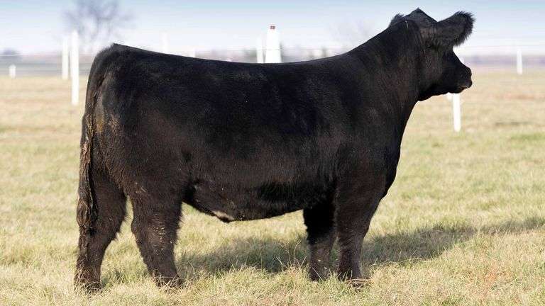 TAG 2003 BRED HEIFER