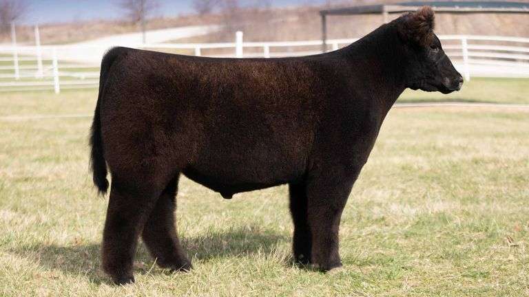 TAG 216 STEER