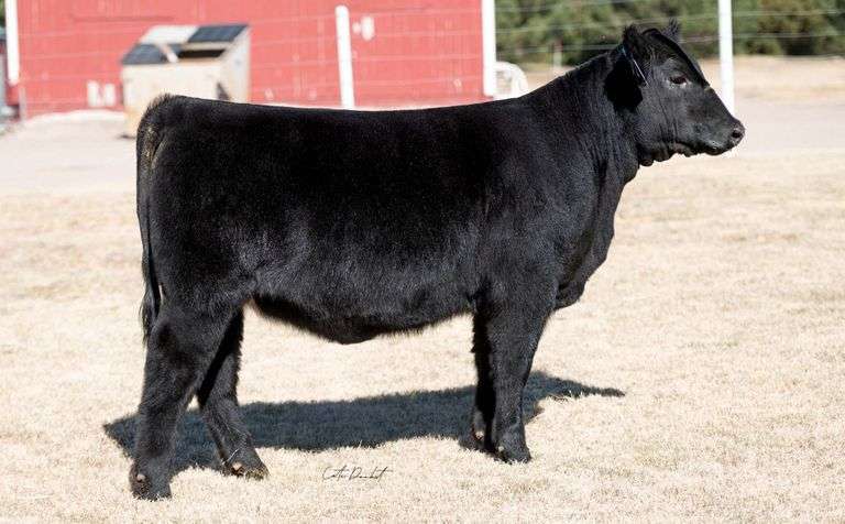 TAG 27 HEIFER