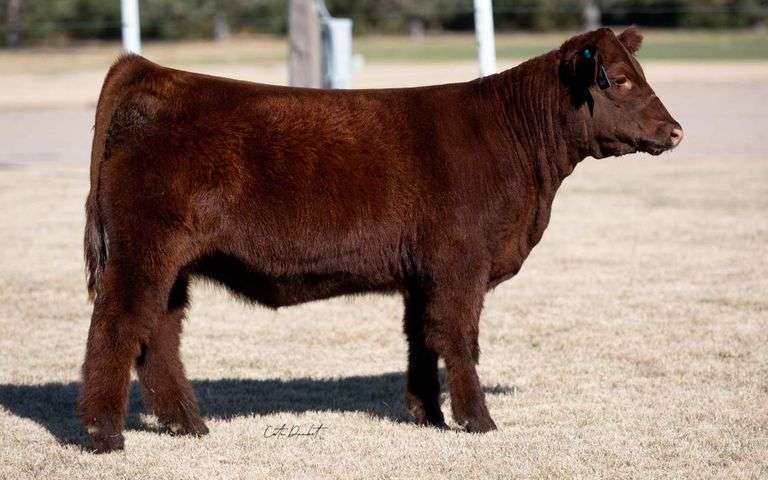 TAG 3 HEIFER
