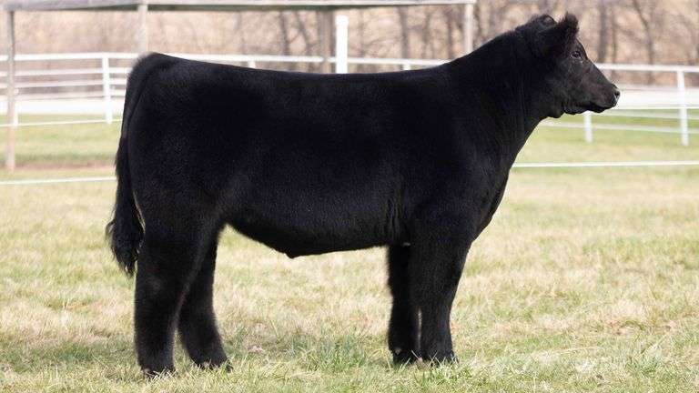 TAG 229 STEER