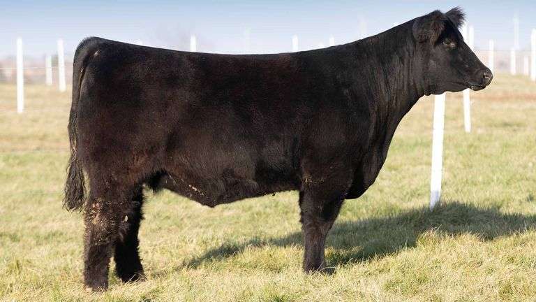 TAG 1 BRED HEIFER