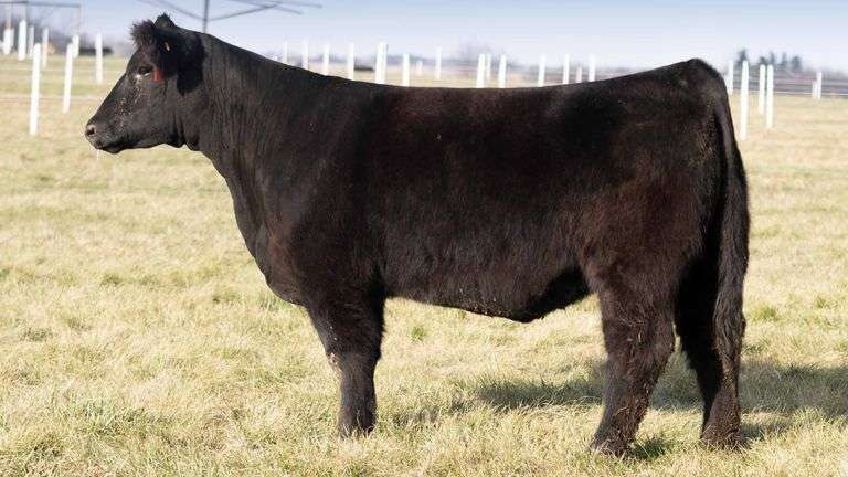 TAG 2001 BRED HEIFER