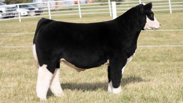 TAG 222 STEER
