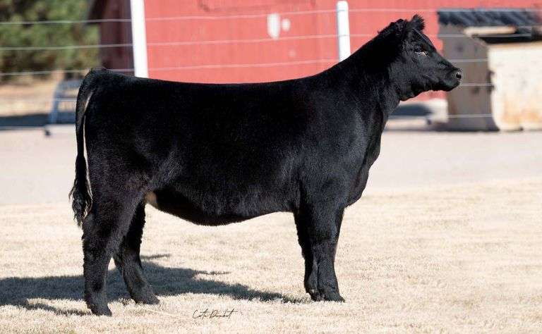 TAG 21 HEIFER