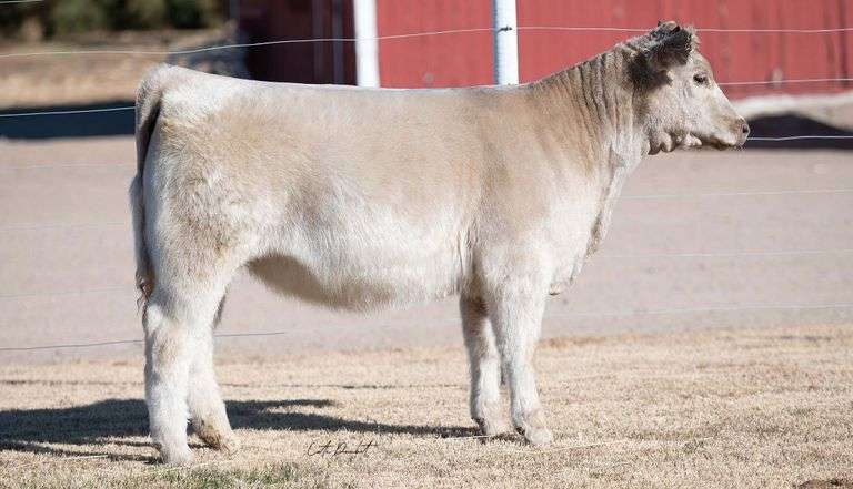 TAG 19.1 HEIFER