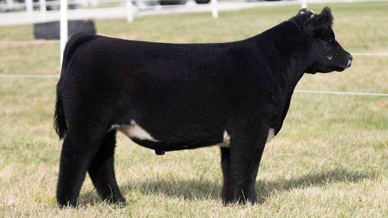 TAG 68 STEER