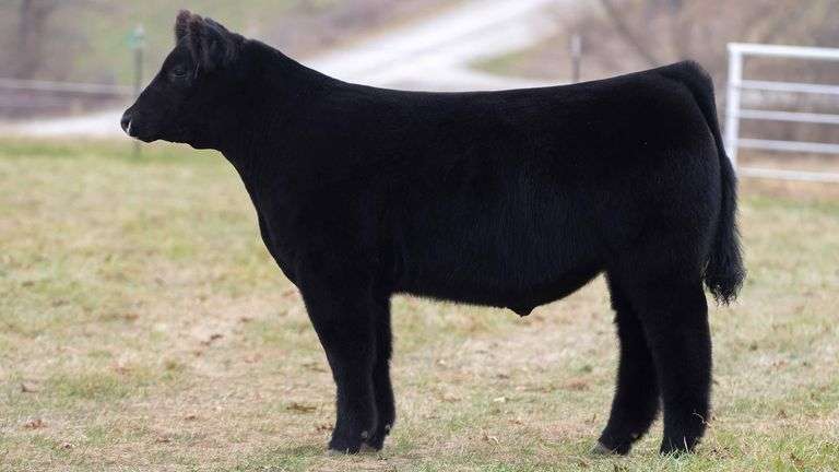 TAG 257 STEER