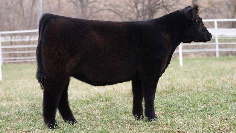 TAG 153 HEIFER