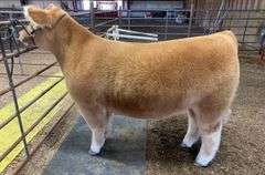 TAG 184 STEER