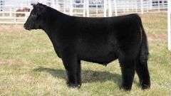 TAG 294 STEER