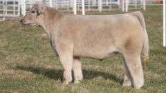 TAG 174 STEER