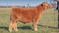 TAG 184 STEER