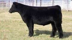 TAG 267 STEER
