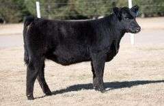 TAG 19 HEIFER